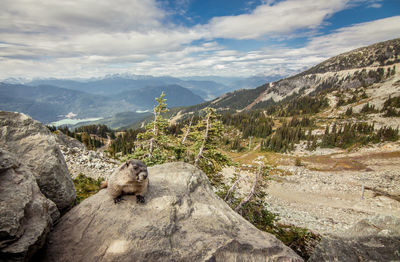 Woodchuck on rock against cloudy sky during sunny day