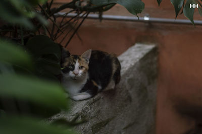 Cat sitting outdoors