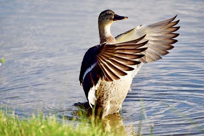 Bird flying over lake