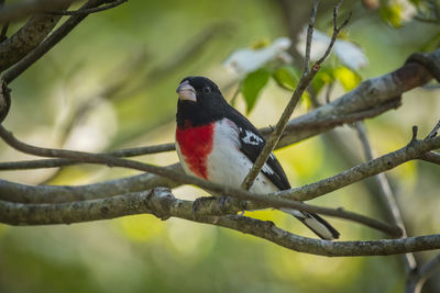 bird