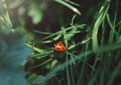 Close-up of ladybug on grass, light and shadow