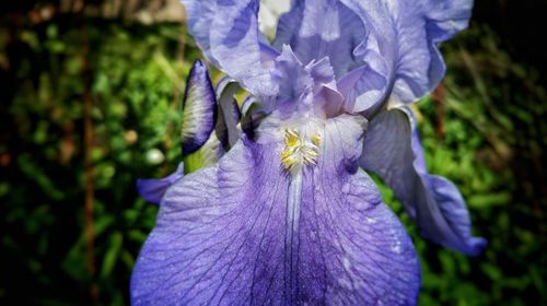 Close-up of purple iris blooming outdoors