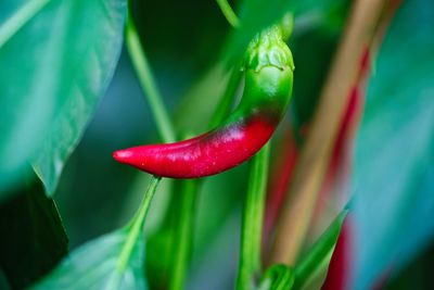 Close-up of red chili peppers on plant