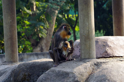 Monkey sitting on rock