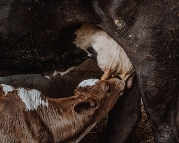 Close-up of two horse