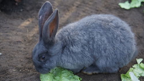 Close-up of a eating leaves grey rabbit