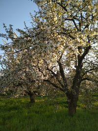 View of cherry blossom tree in field