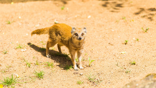 Portrait of an animal on land