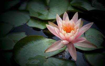 Close-up of lotus water lily in pond