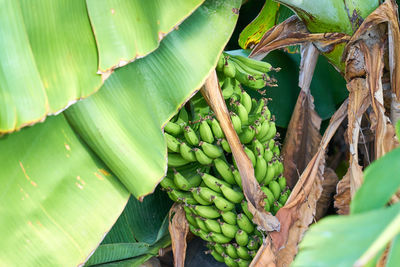 Close-up of banana tree