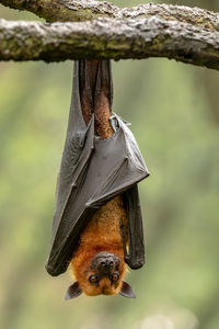 Close-up of bird feeder