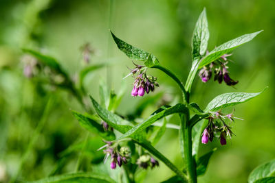 Flowers of symphytum officinale, known as quaker comfrey, cultivated comfrey, boneset, knitbone