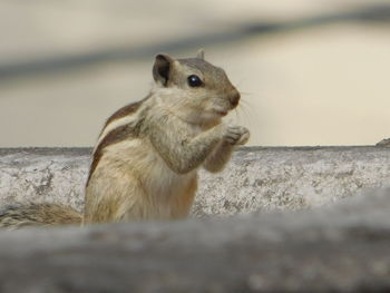 Close-up of squirrel on retaining wall