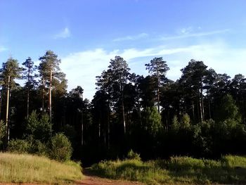 Scenic view of grassy field against sky