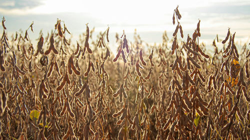 Close-up of stalks in field against sky