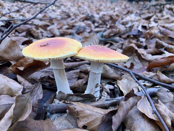 Close-up of mushroom growing on field