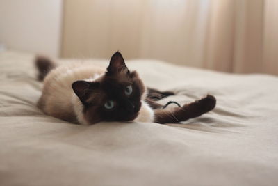 Close-up of cat lying on bed at home