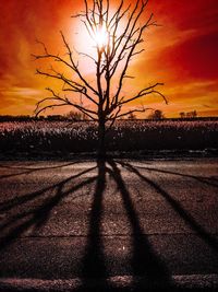 Bare trees on landscape at sunset