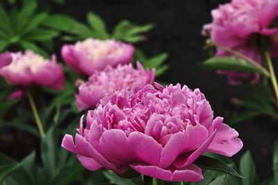 Close-up of pink flowering plant