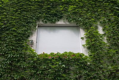 Close-up of ivy growing on tree