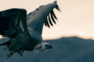 Close-up of eagle flying in sky