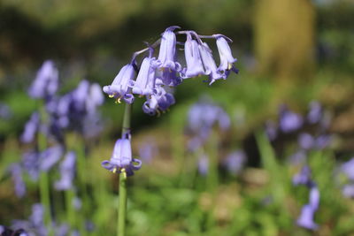 Close-up of woodland bluebell flowers