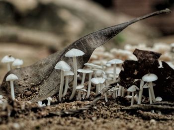 Close-up of mushroom growing on field