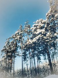 Low angle view of frozen trees against sky during winter