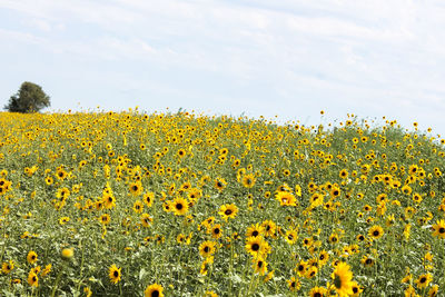 Sunflowers blooming on field against sky