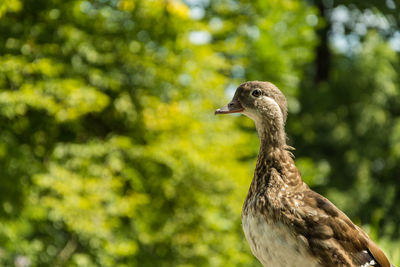 Close-up of a bird looking away