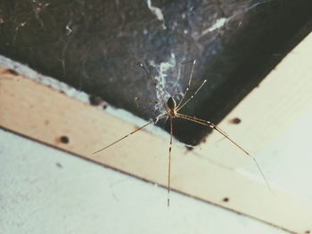 High angle view of spider on web