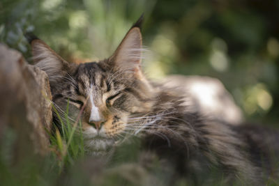 Close-up of a cat