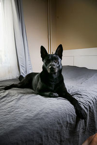 Portrait of dog sitting on bed at home