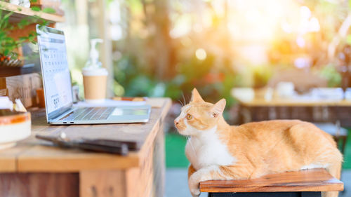 Cat sitting on table