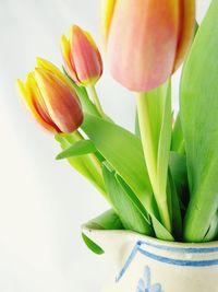 Close-up of flowers