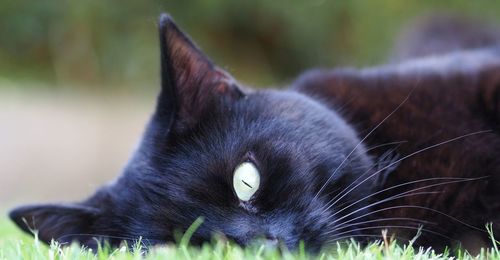 Close-up portrait of black cat