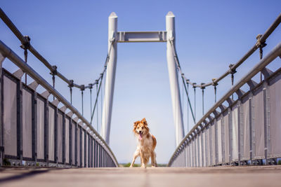 Dog standing at the bridge. 