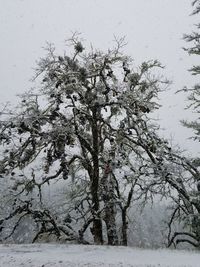 Close-up of tree against sky