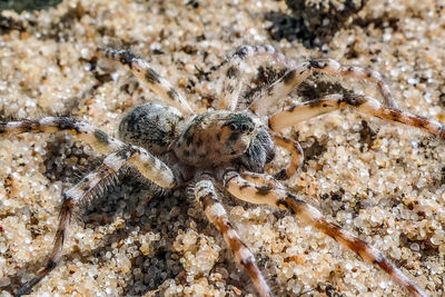 Close-up of spider