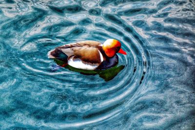 High angle view of duck swimming in lake