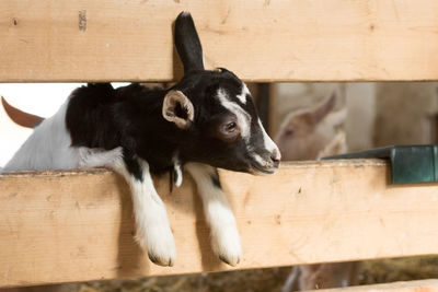 Close-up of kid goat