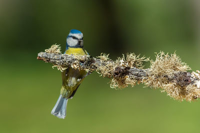 Close-up of a bird perching on a branch