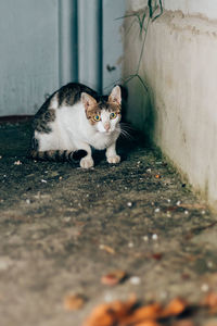 Portrait of cat sitting on floor