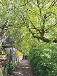 People walking amidst trees