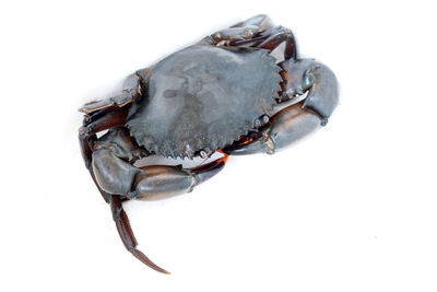 High angle view of crab on white background