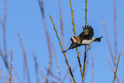 Close-up of a bird flying