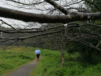 Rear view of man walking on bare tree