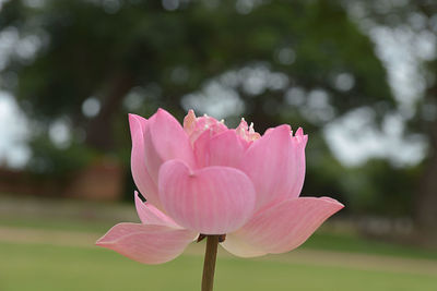 Close-up of pink lotus water lily