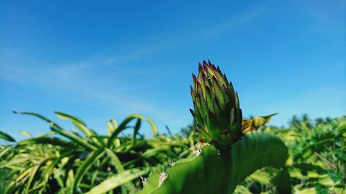 Close-up of plant against blue sky