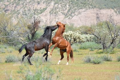 Horses on a land